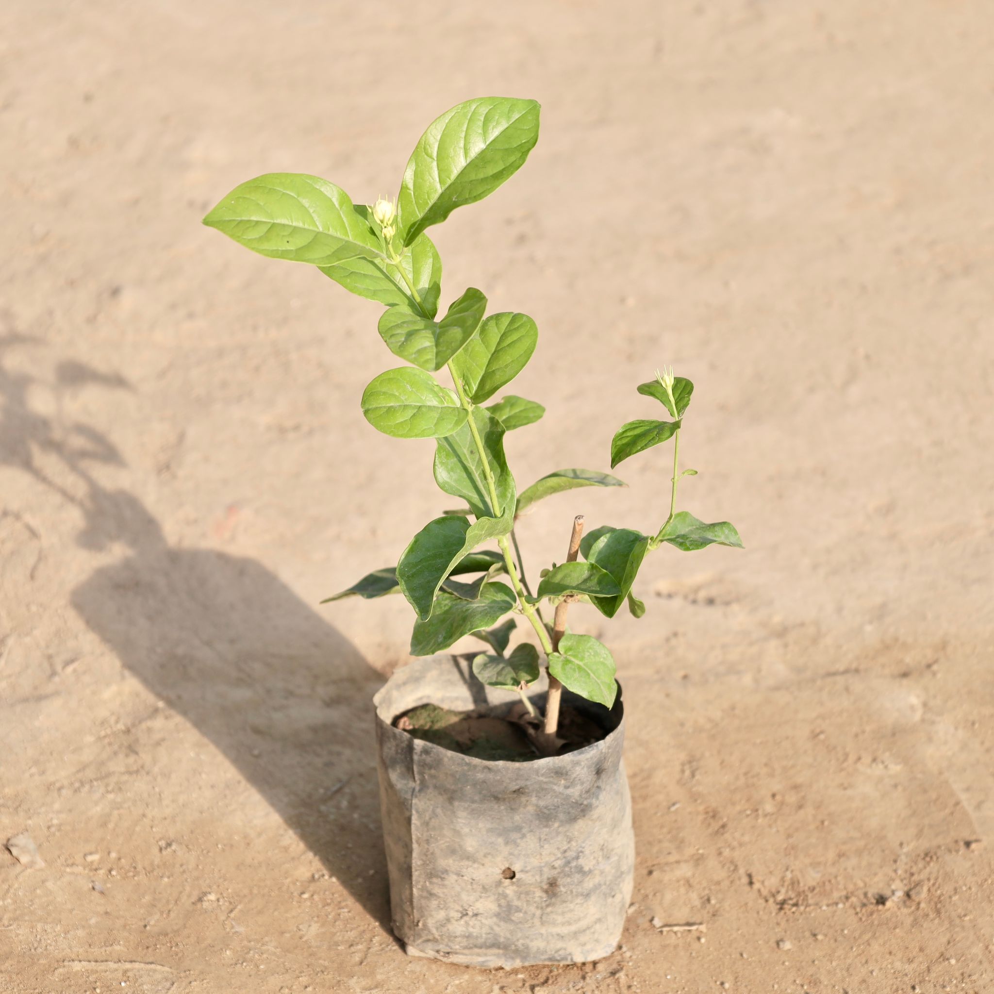 Motia / Jasmine in 4 Inch Nursery Bag