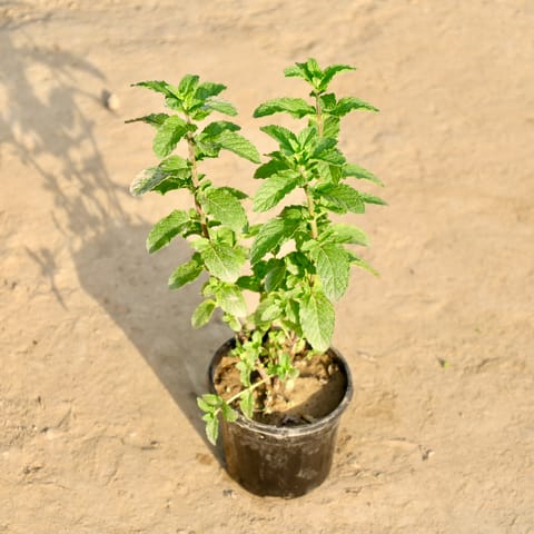 Pudina / Mint in 4 Inch Nursery Pot