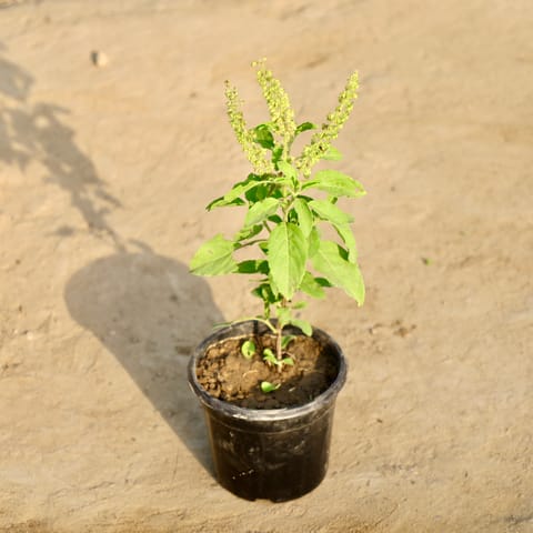 Rama Tulsi in 4 Inch Nursery Pot