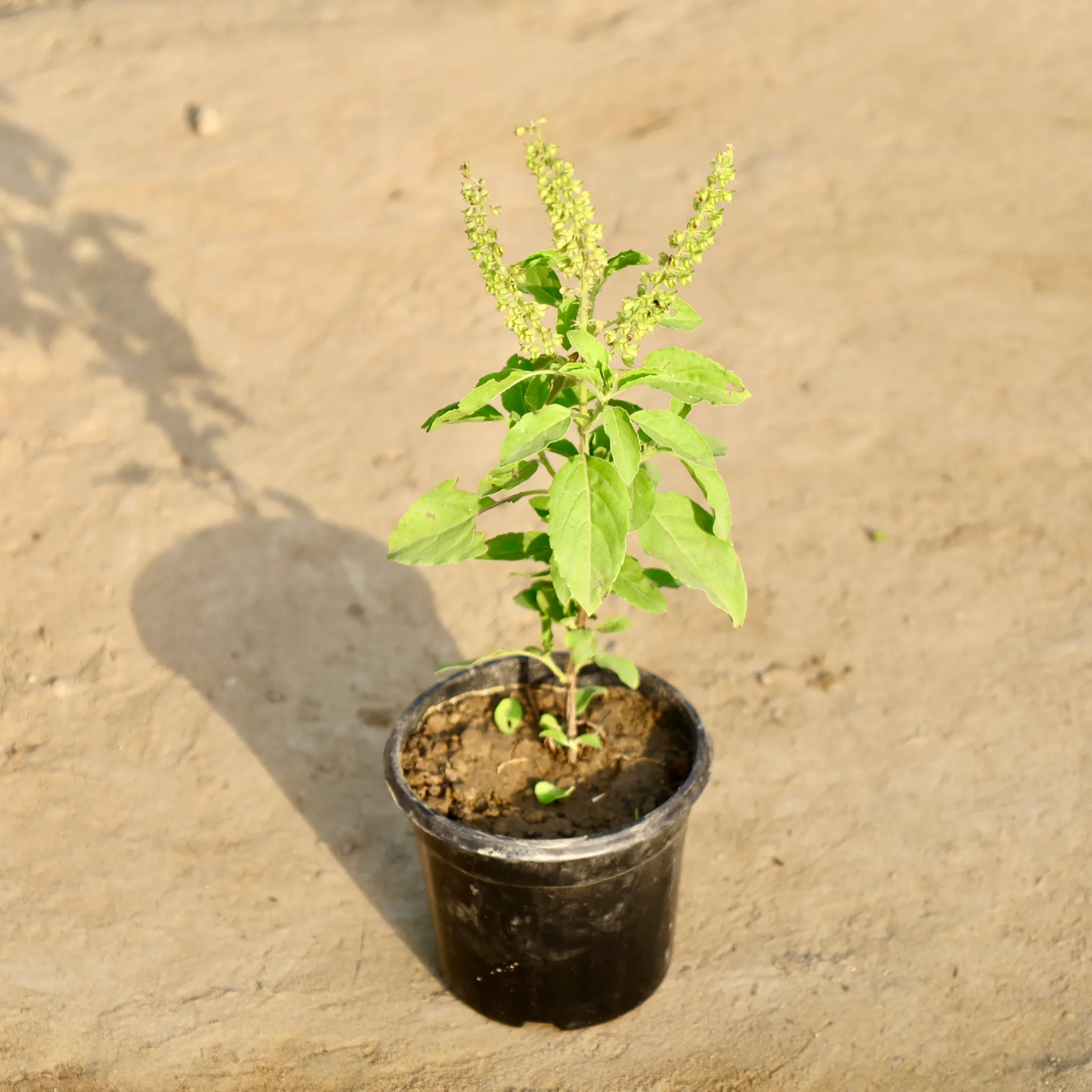 Rama Tulsi in 4 Inch Nursery Pot