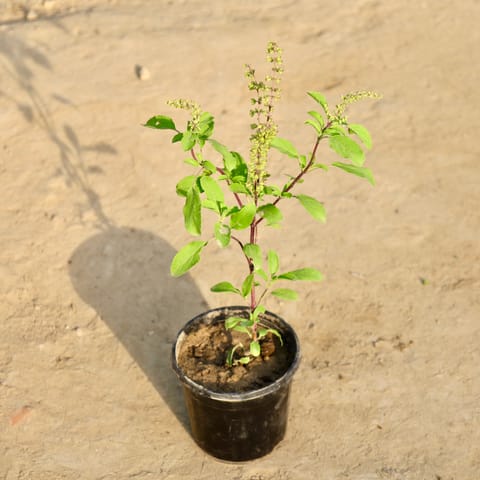 Shyama Tulsi in 4 Inch Nursery Pot
