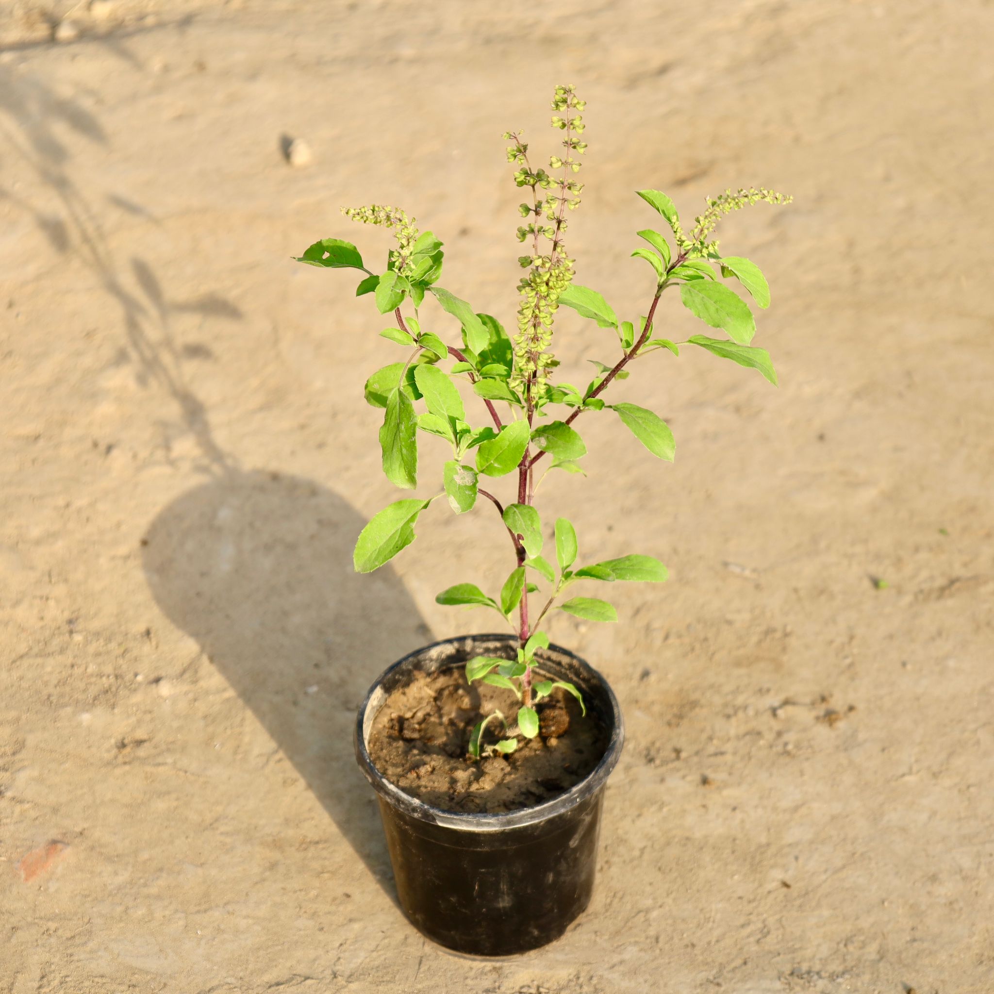 Shyama Tulsi in 4 Inch Nursery Pot