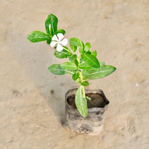 Vinca / Periwinkle / Sadabahar White in 4 Inch Nursery Bag