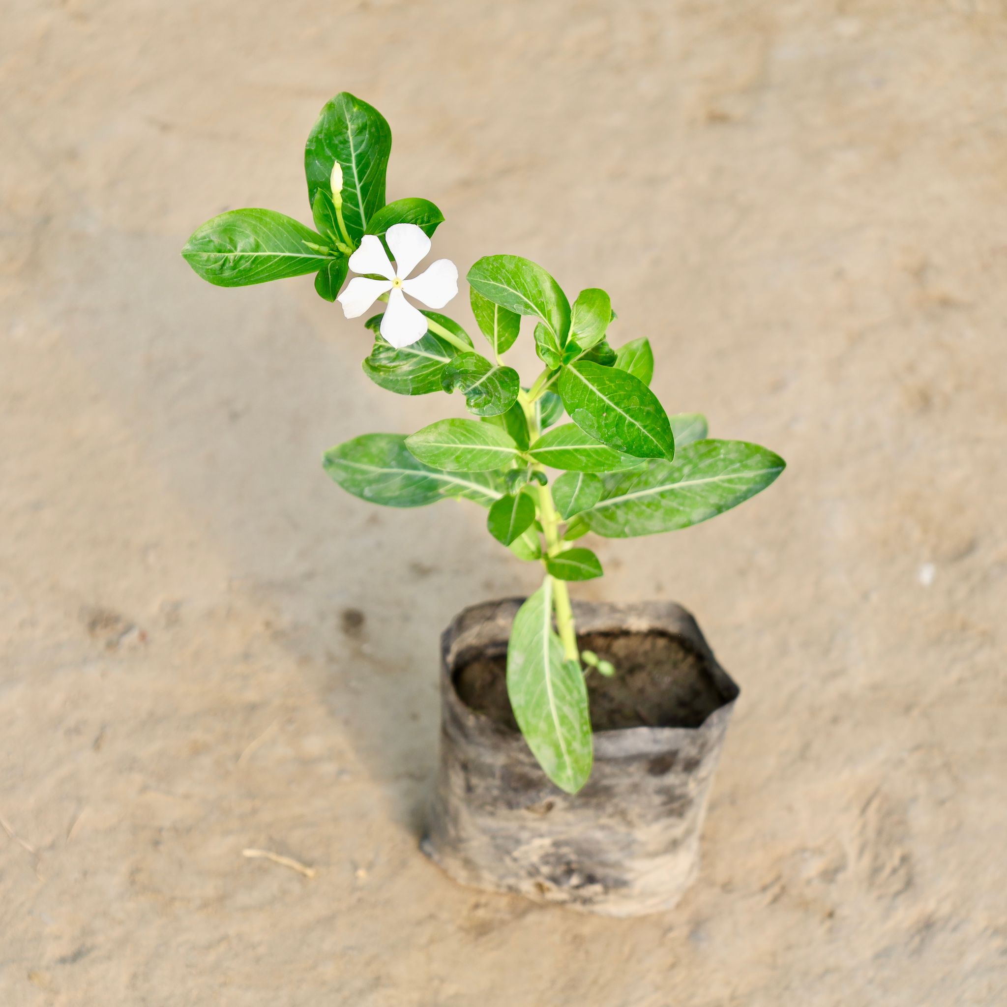 Vinca / Periwinkle / Sadabahar White in 4 Inch Nursery Bag