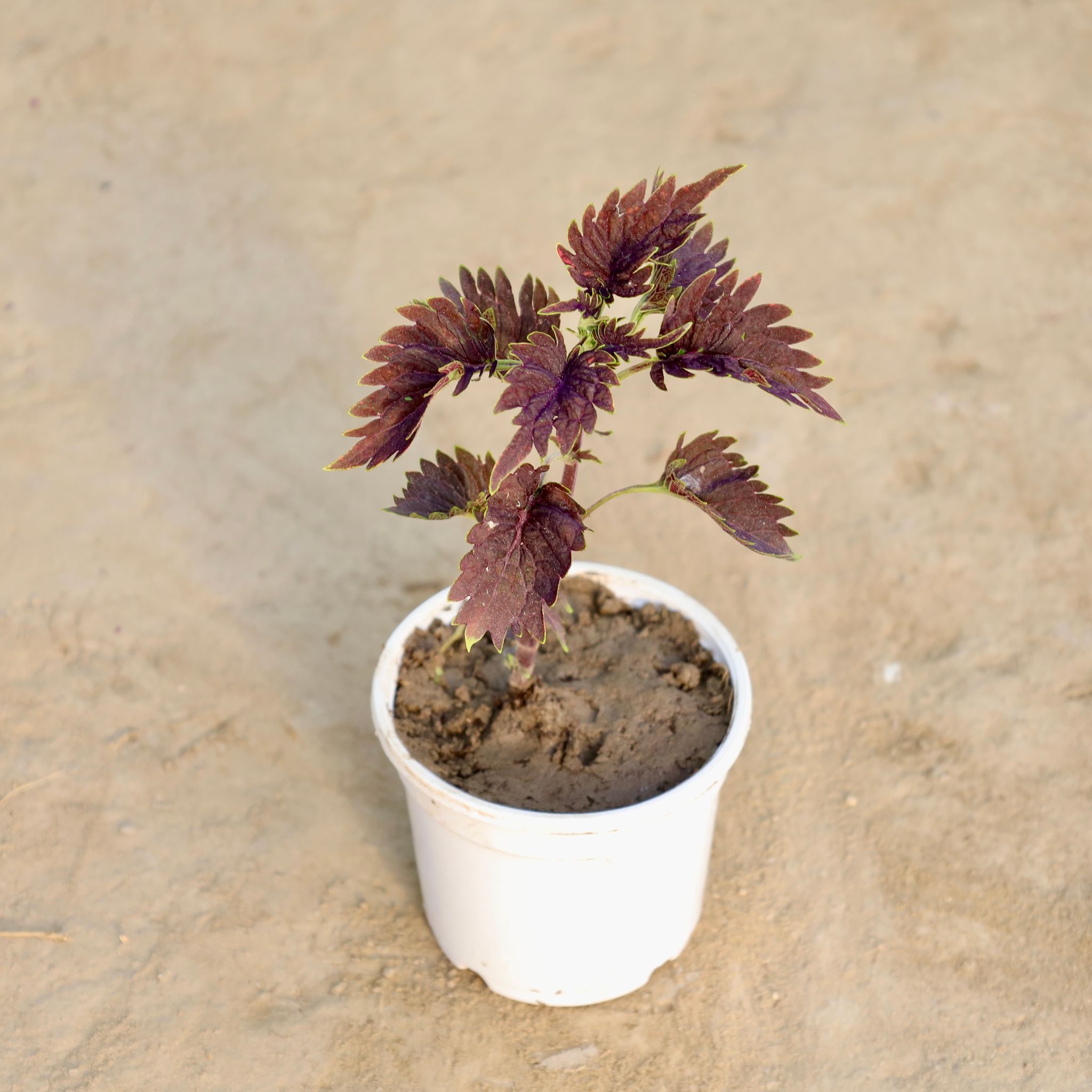 Coleus (Any color) 4 inch nursery Pot