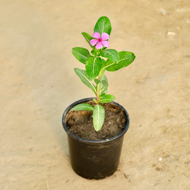 Periwinkle / Sadabahar / Vinca (Any Colour) in 6 Inch Nursery Pot