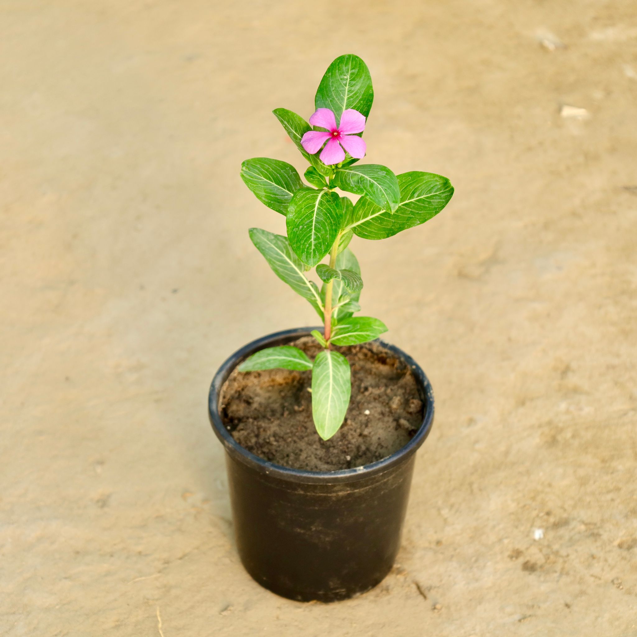 Periwinkle / Sadabahar / Vinca (Any Colour) in 6 Inch Nursery Pot