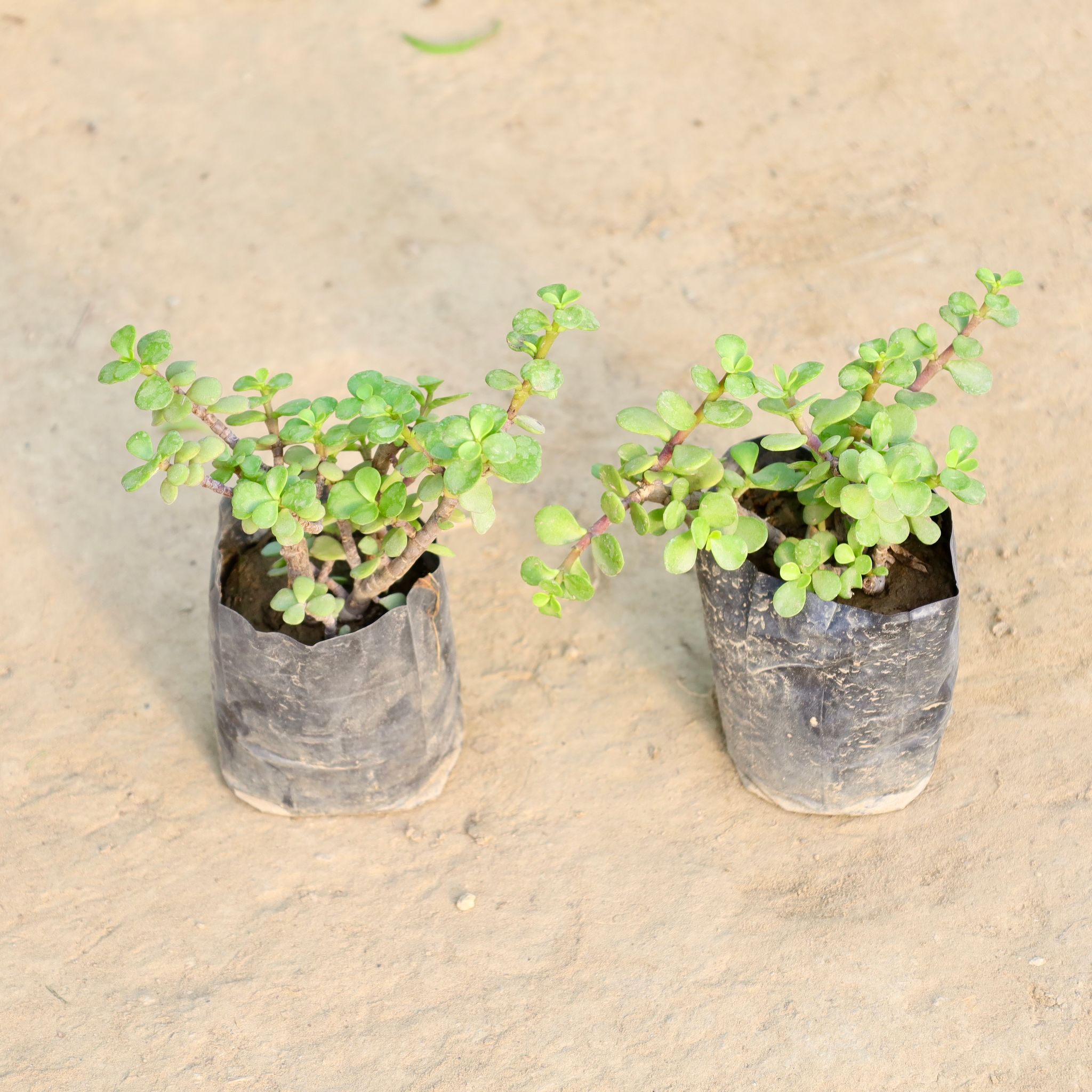 Set of 2 - Jade Plant in 4 Inch Nursery Bag