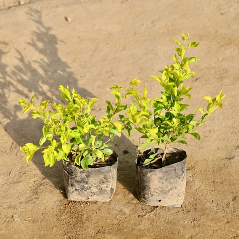 Set of 2 - Golden Duranta in 4 Inch Nursery Bag