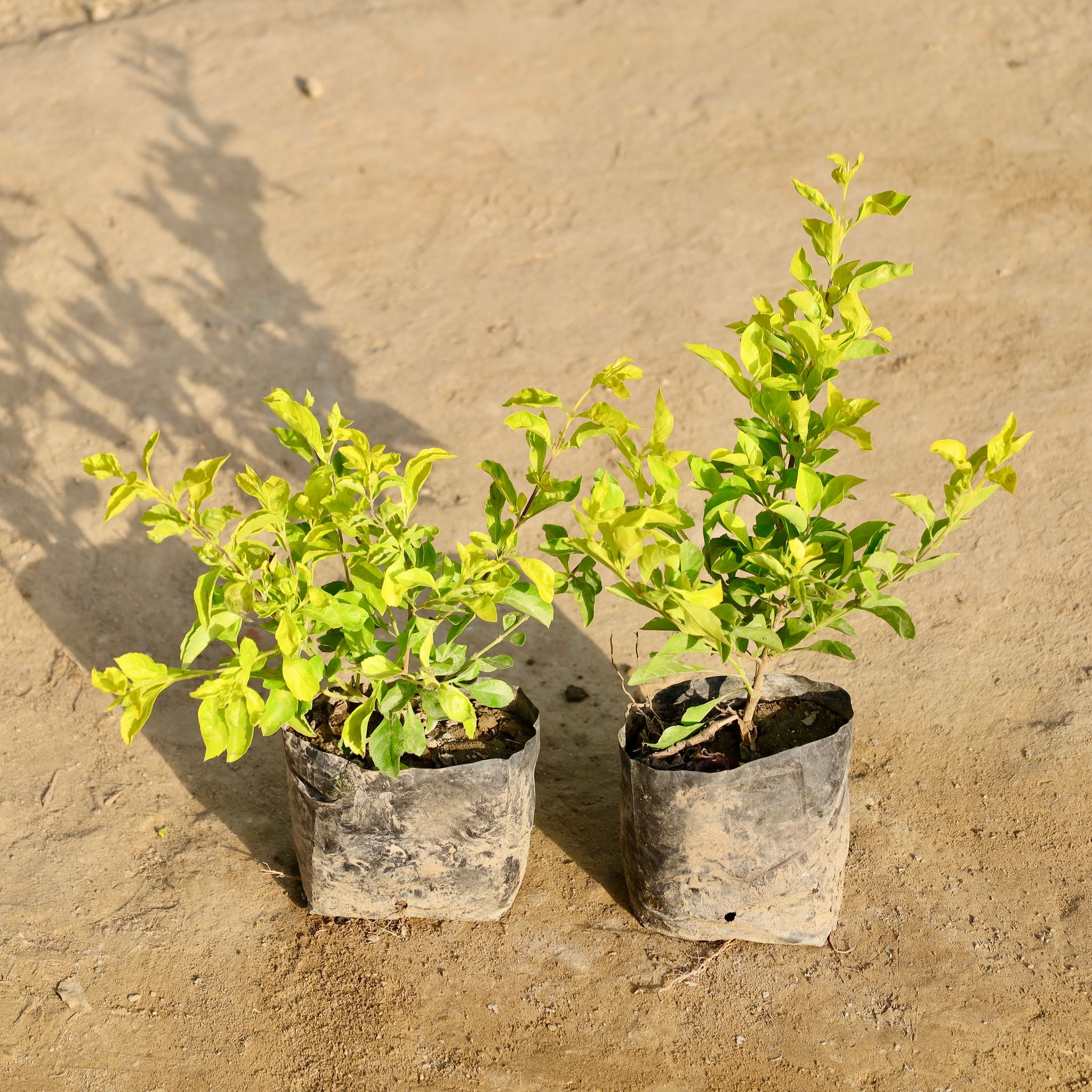 Set of 2 - Golden Duranta in 4 Inch Nursery Bag