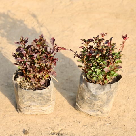 Set of 2 - Alternanthera Red in 4 Inch Nursery Bag
