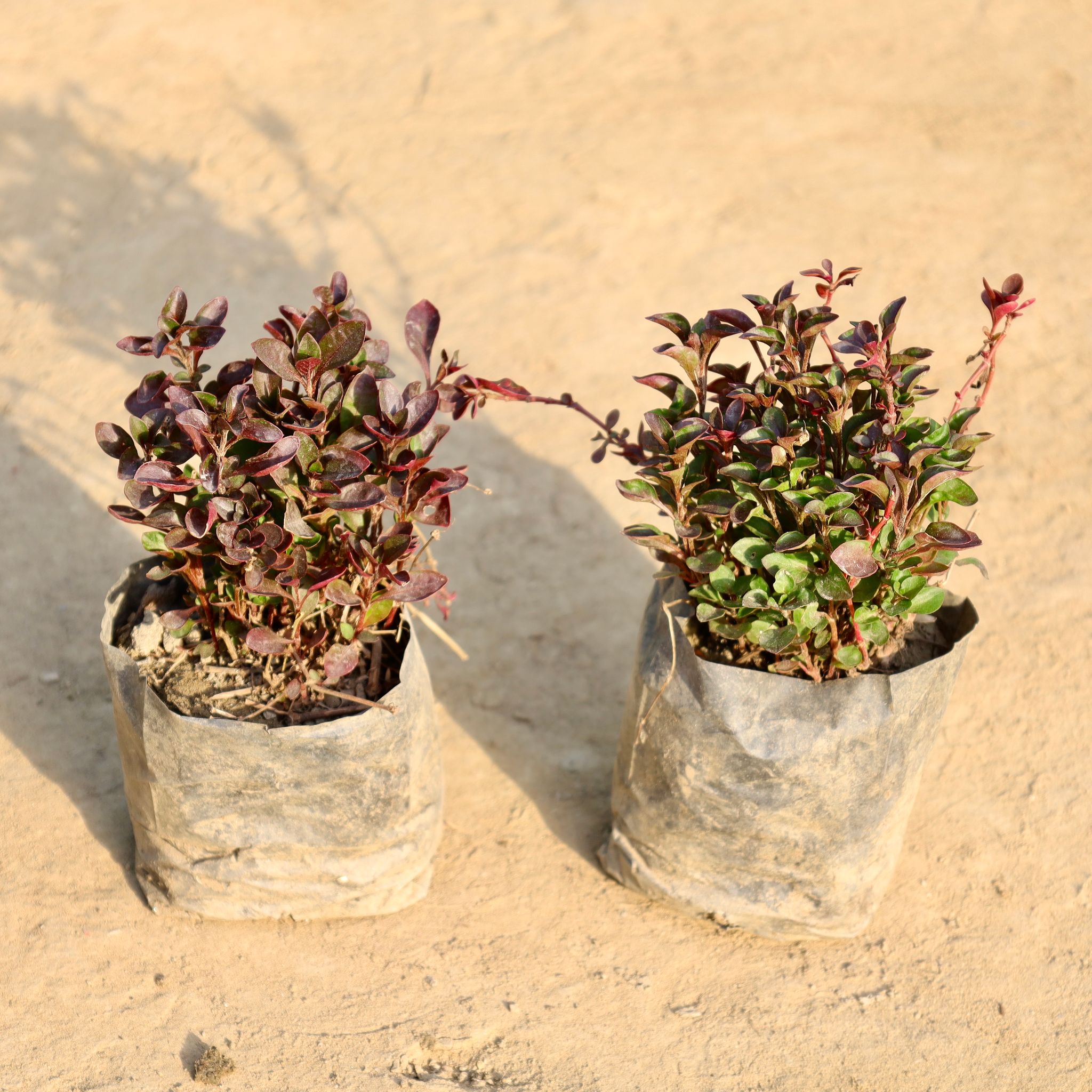 Set of 2 - Alternanthera Red in 4 Inch Nursery Bag