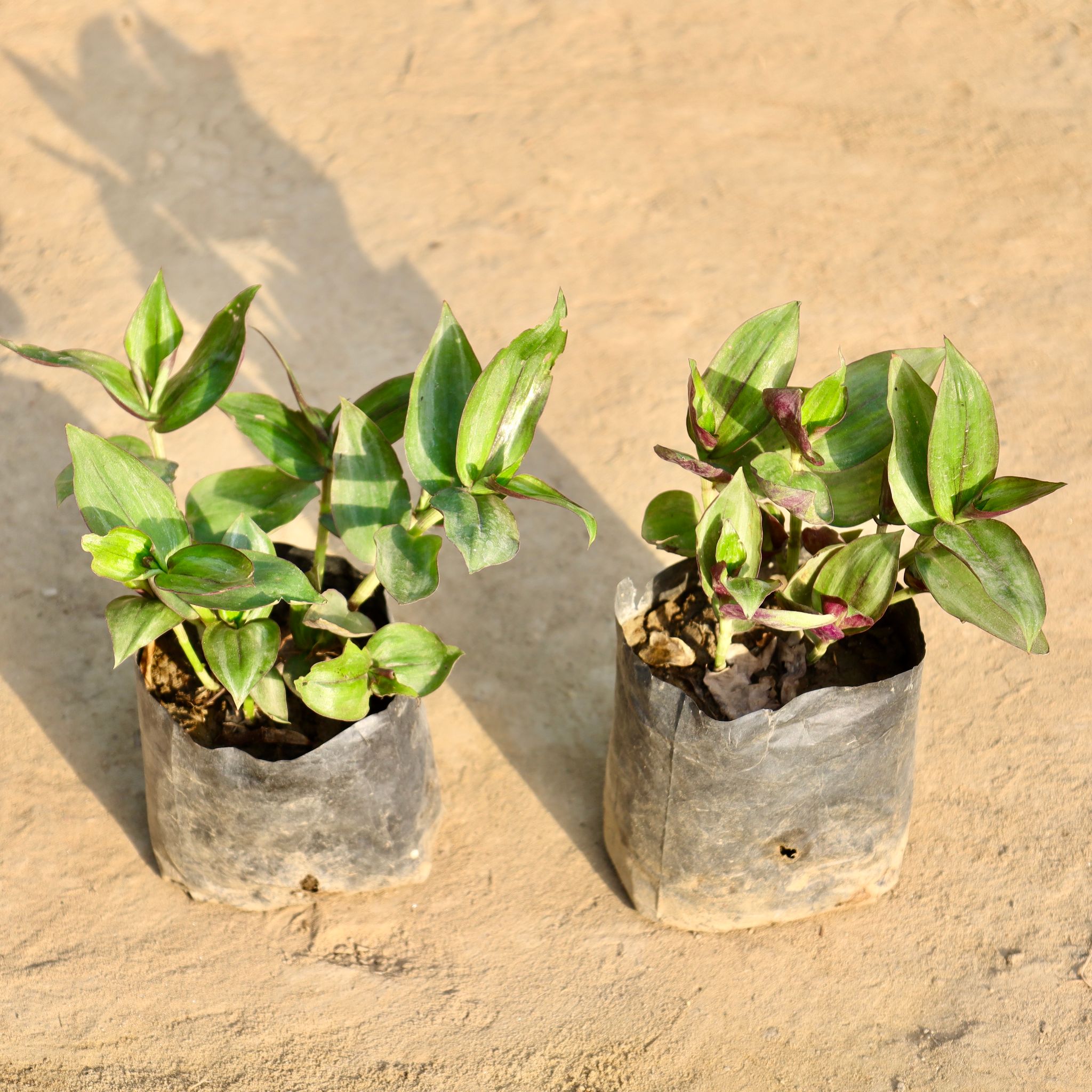 Set of 2 - Wandering Jew in 4 Inch Nursery Bag