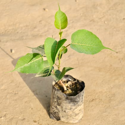 Buy Peepal / Sacred Fig in 6 Inch Nursery Bag Online | Urvann.com