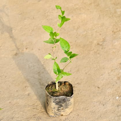 Buy Harsingar / Parijat (Any Colour) in 4 Inch Nursery Bag Online | Urvann.com