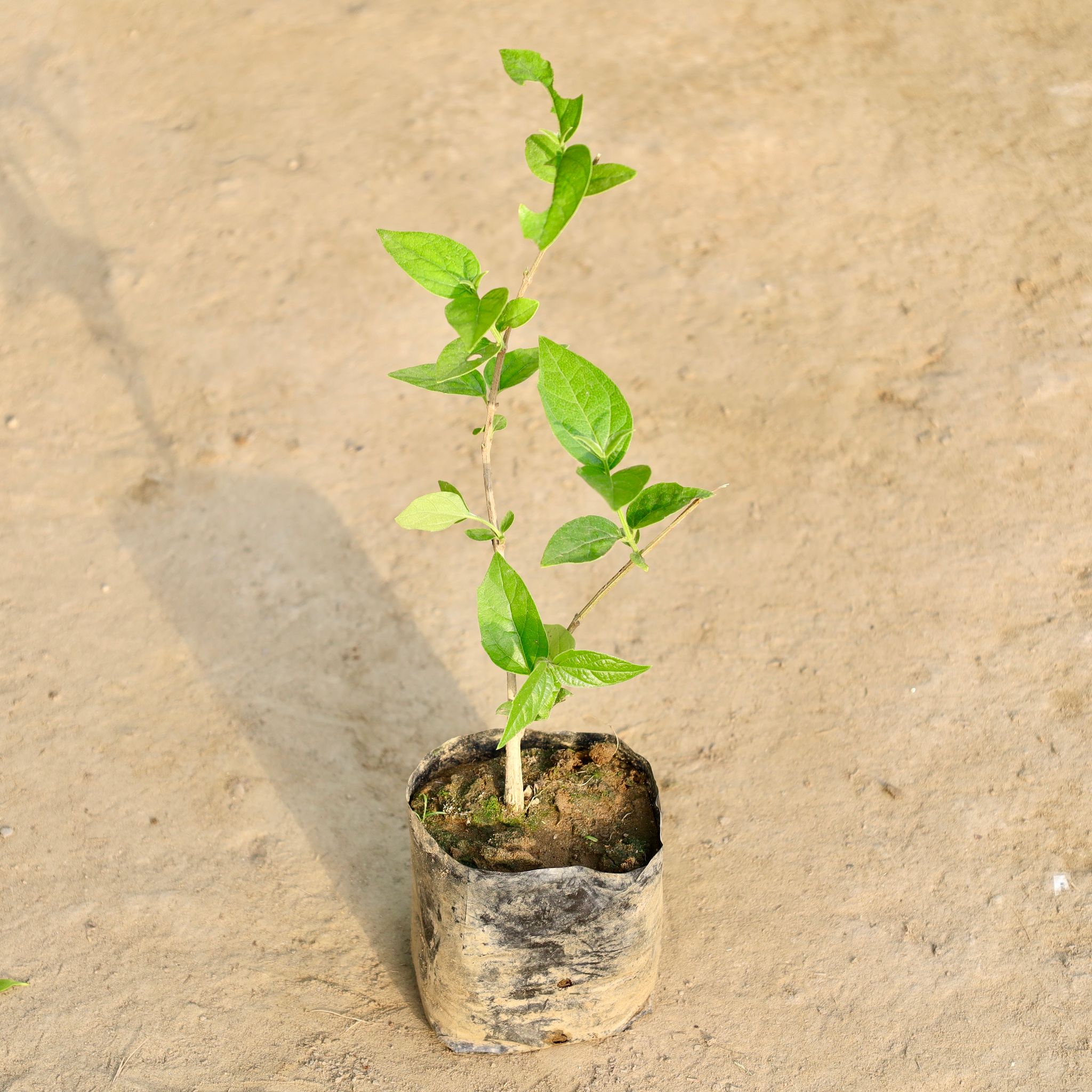 Harsingar / Parijat (Any Colour) in 4 Inch Nursery Bag