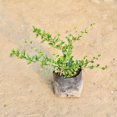 Malpighia creeper in 6 Inch Nursery Bag