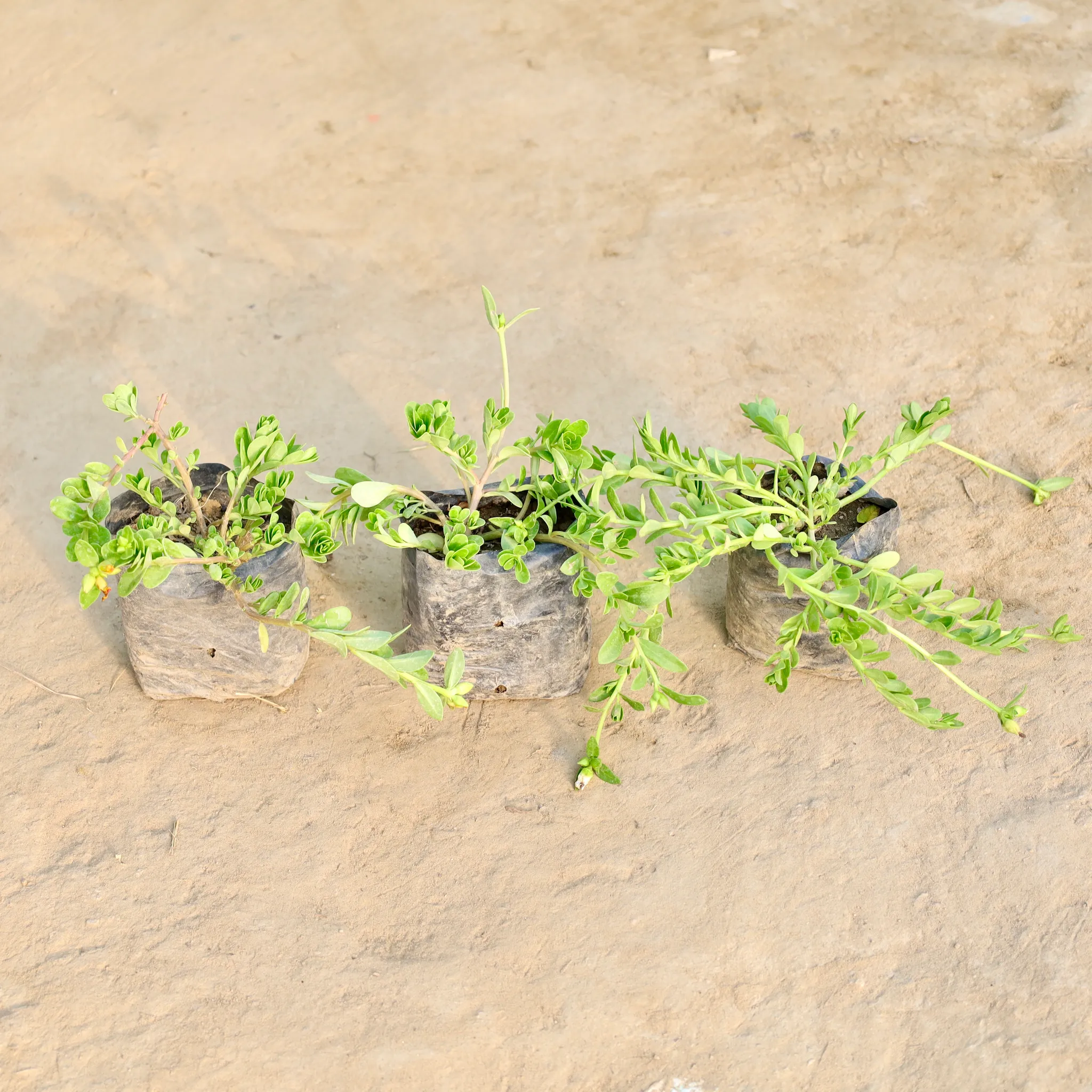 Set of 3 - Portulaca Moss Rose (Any colour) in 4 Inch Nursery Bag