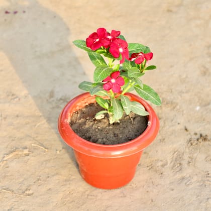 Buy Vinca / Periwinkle / Sadabahar (Any Colour) in 6 Inch Red Classy Plastic Pot Online | Urvann.com