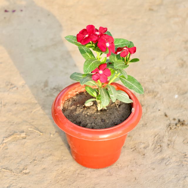 Vinca / Periwinkle / Sadabahar (Any Colour) in 6 Inch Red Classy Plastic Pot