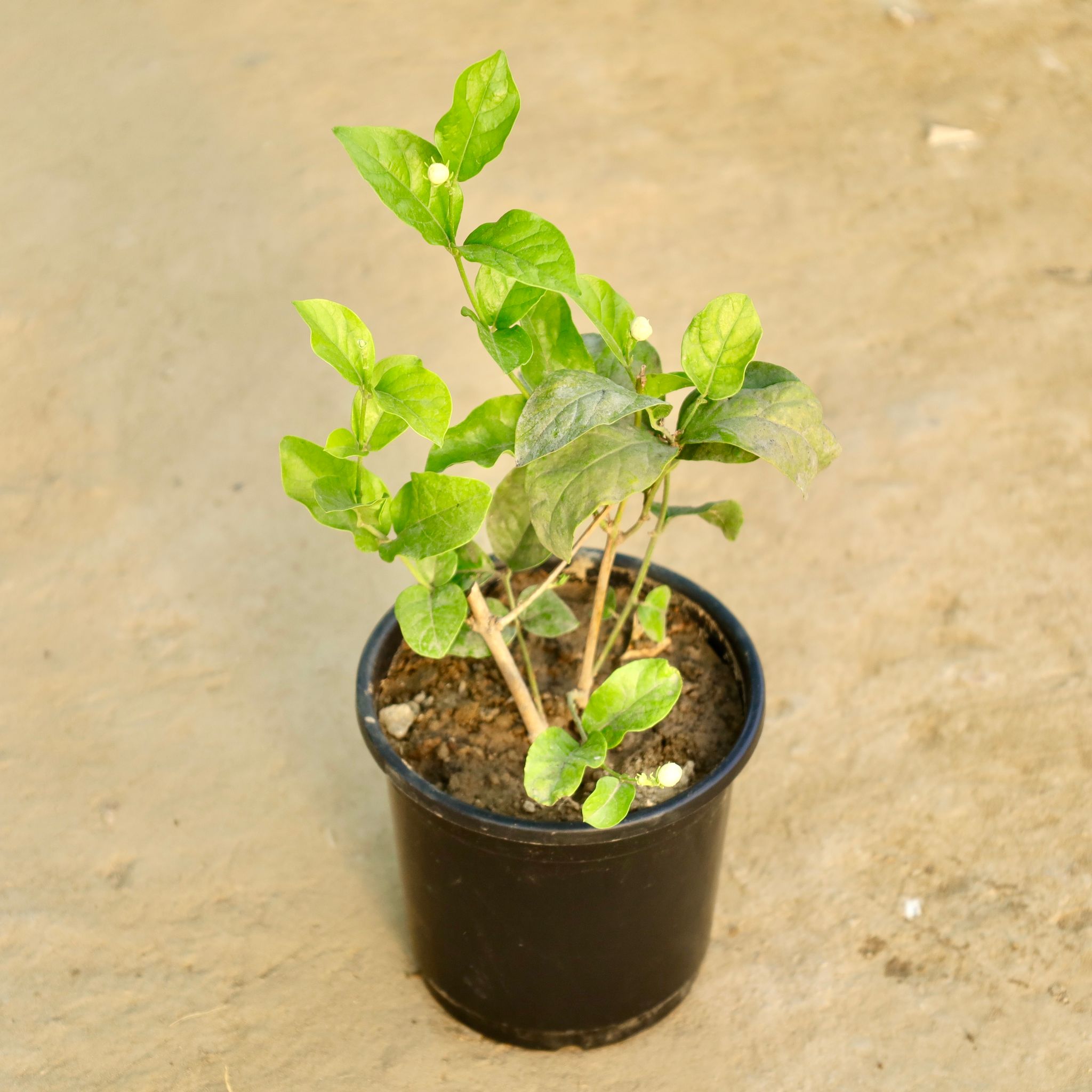 Motia / Jasmine in 6 Inch Nursery Pot