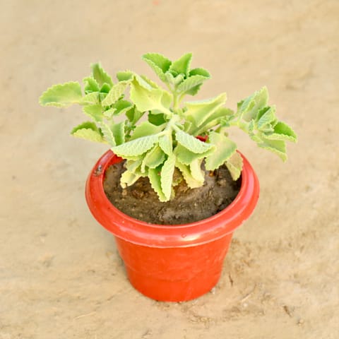 Ajwain in 6 Inch Red Classy Plastic Pot