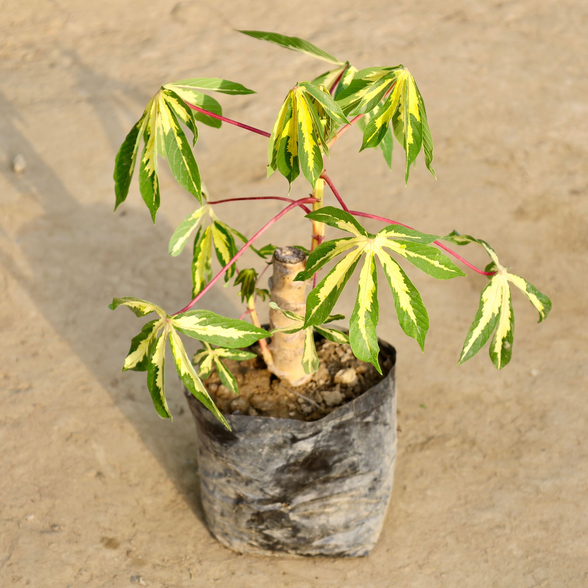 Cassava / Tapioca in 6 Inch Nursery Bag