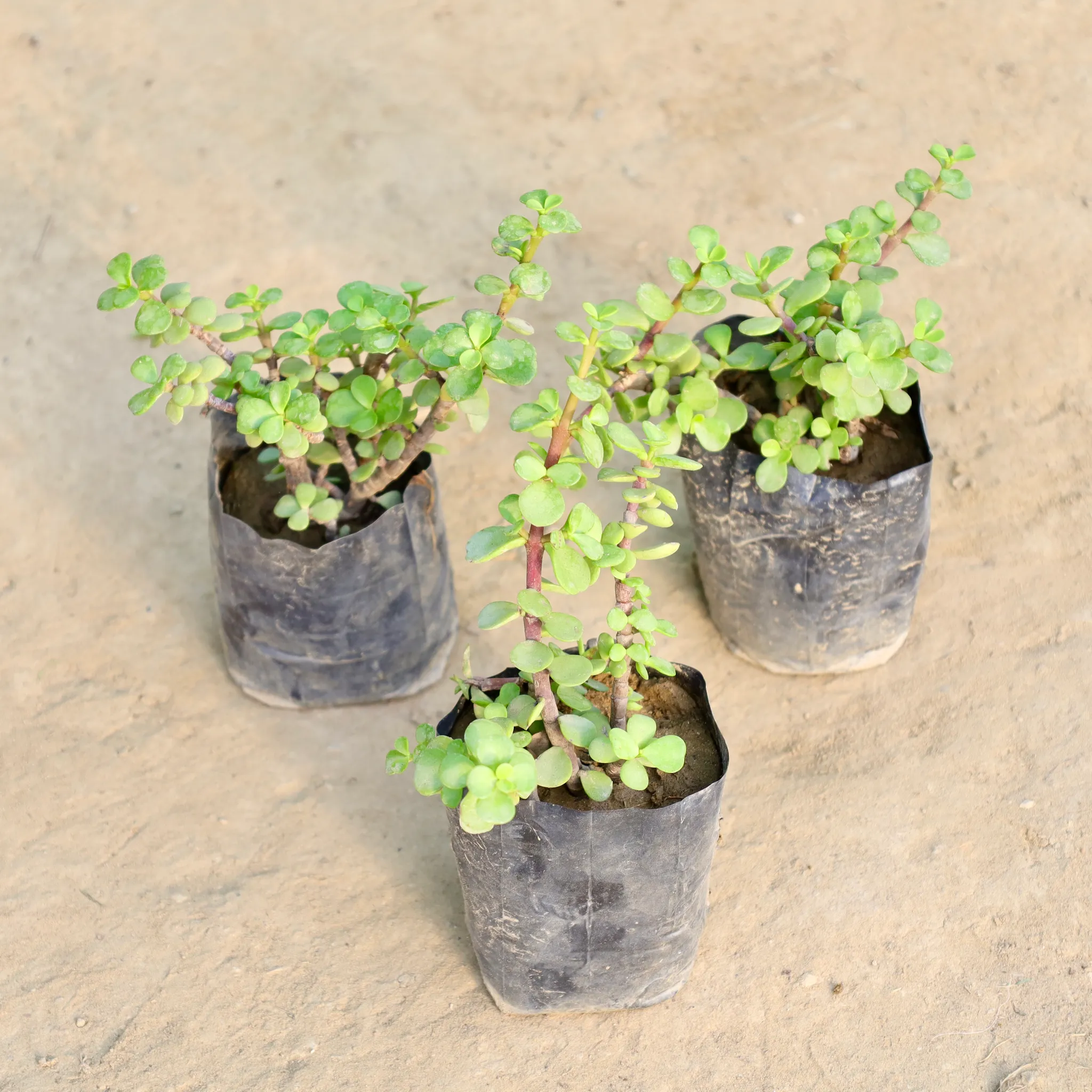 Set of 3 - Jade Plant in 4 Inch Nursery Bag