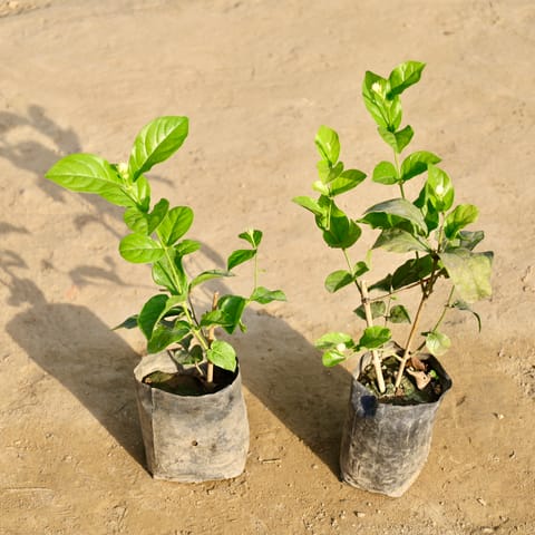 Set of 2 - Motia / Jasmine in 4 Inch Nursery Bag