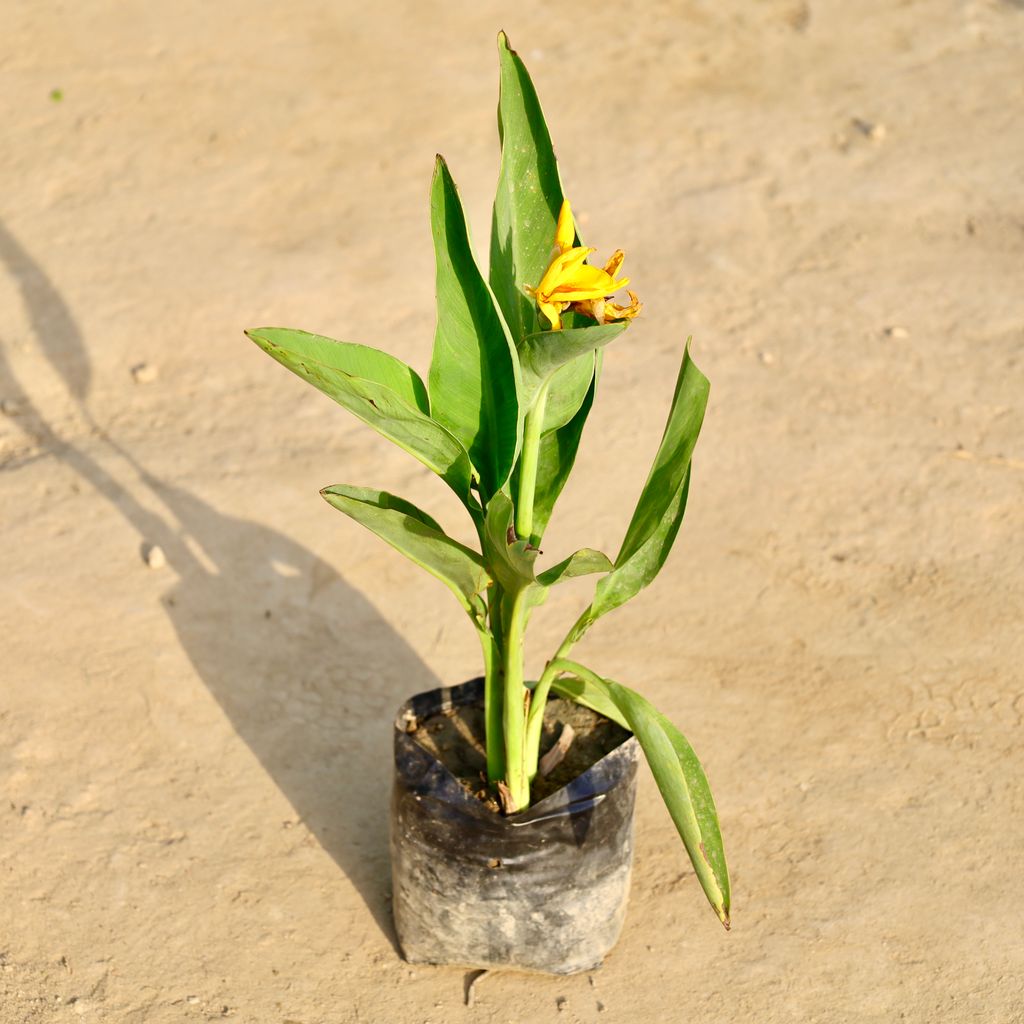 Buy Canna Plant in 6 Inch Nursery Bag Online | Urvann.com Canna Plant in 6 Inch Nursery Bag