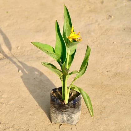 Buy Canna Plant in 6 Inch Nursery Bag Online | Urvann.com