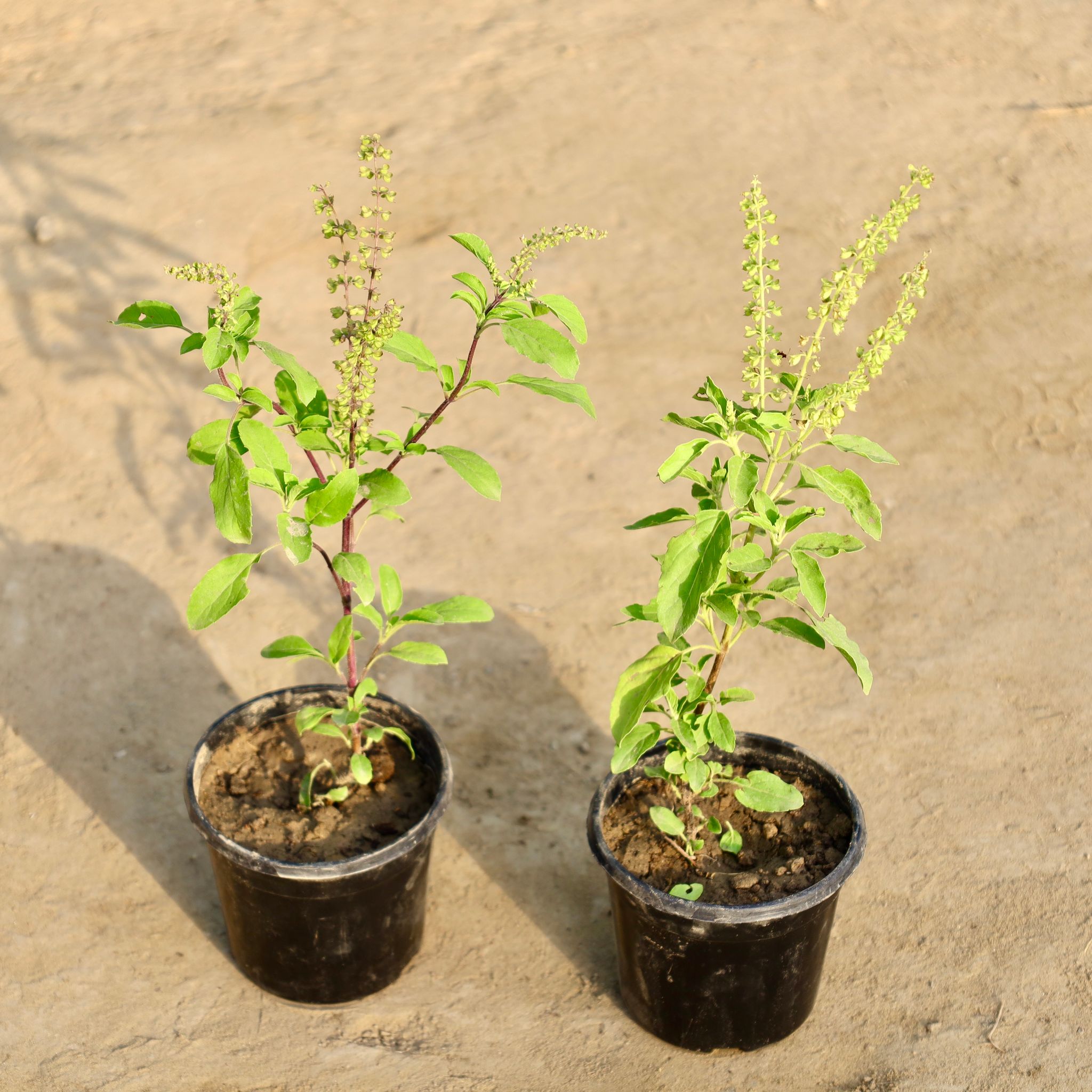 Set of 2 - Rama Tulsi & Shyama Tulsi in 4 Inch Nursery Pot