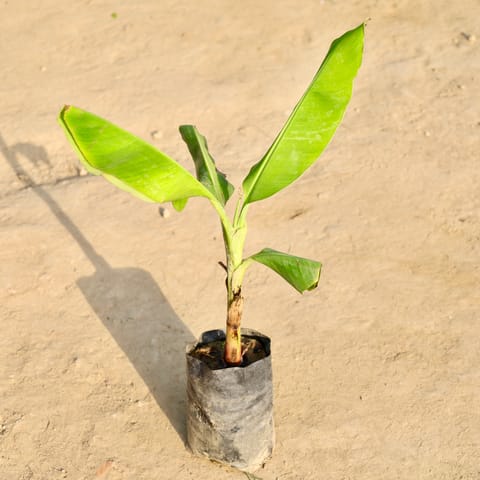 Banana Plant in 6 Inch Nursery Bag