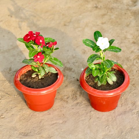 Set of 2 - Vinca / Periwinkle / Sadabahar (Any Colour) in 6 Inch Live Fresh Plant Red Classy Plastic Pot in Mankhurd Mumbai