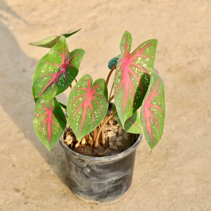 Buy Caladium (Any Colour) in 6 Inch Nursery Pot Online | Urvann.com