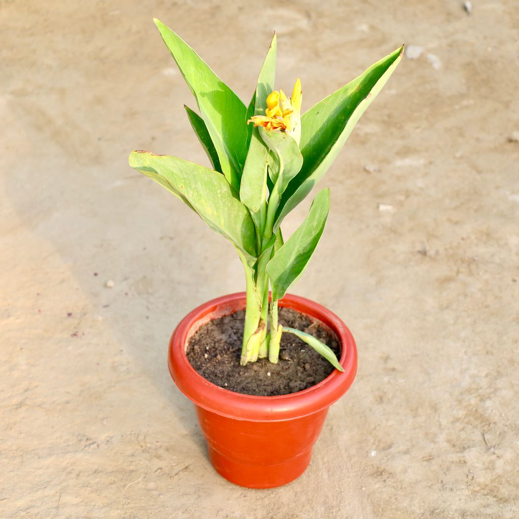 Buy Canna (Any Colour) in 8 Inch Red Classy Plastic Pot Online | Urvann.com Canna (Any Colour) in 8 Inch Red Classy Plastic Pot