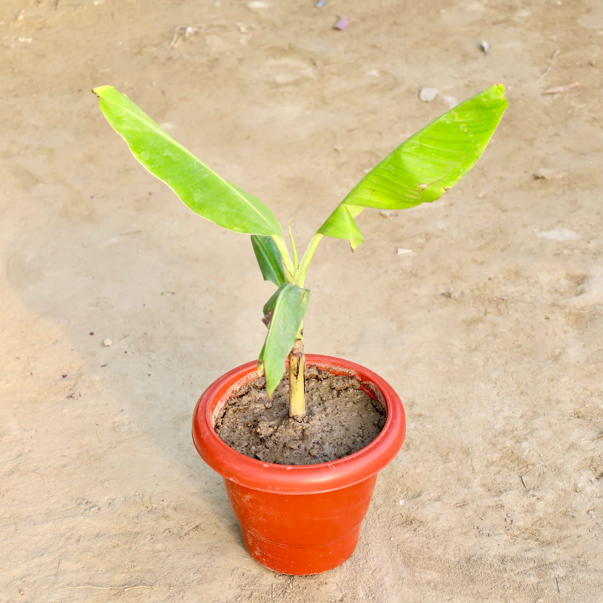 Banana Plant in 8 Inch Red Classy Plastic Pot
