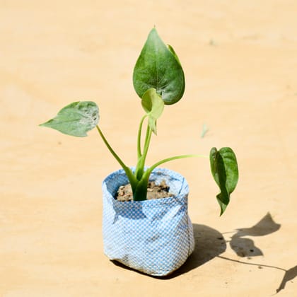 Philodendron Green in 4 Inch Nursery Bag