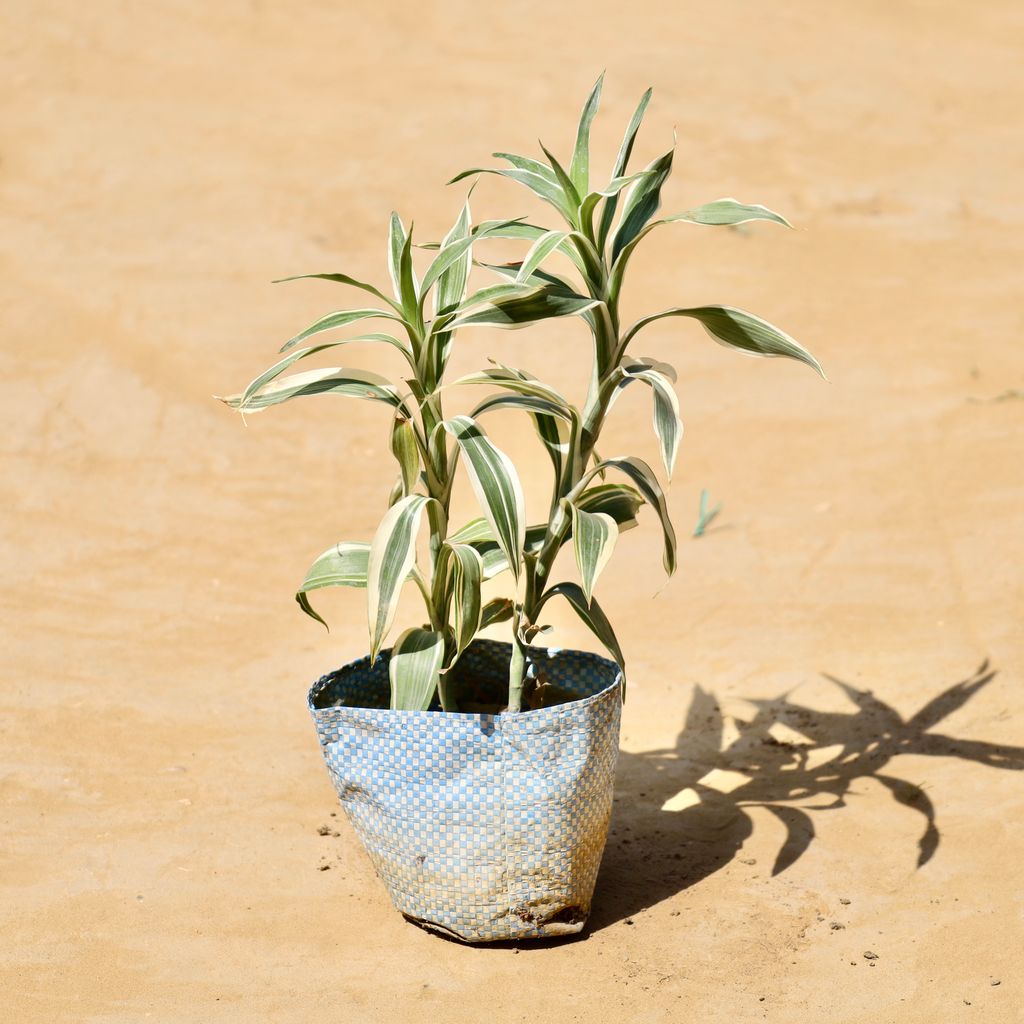 Rare Lucky Bamboo White in 4 inch Nursery Bag Rare Lucky Bamboo White in 4 inch Nursery Bag