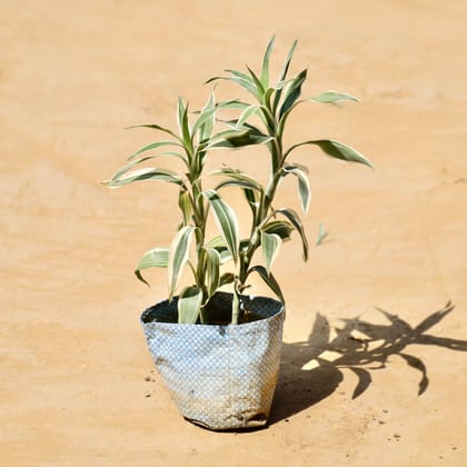 Rare Lucky Bamboo White in 4 inch Nursery Bag
