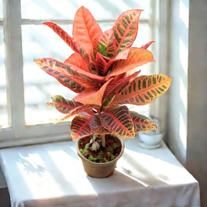 Croton Petra in 6 Inch Nursery Pot