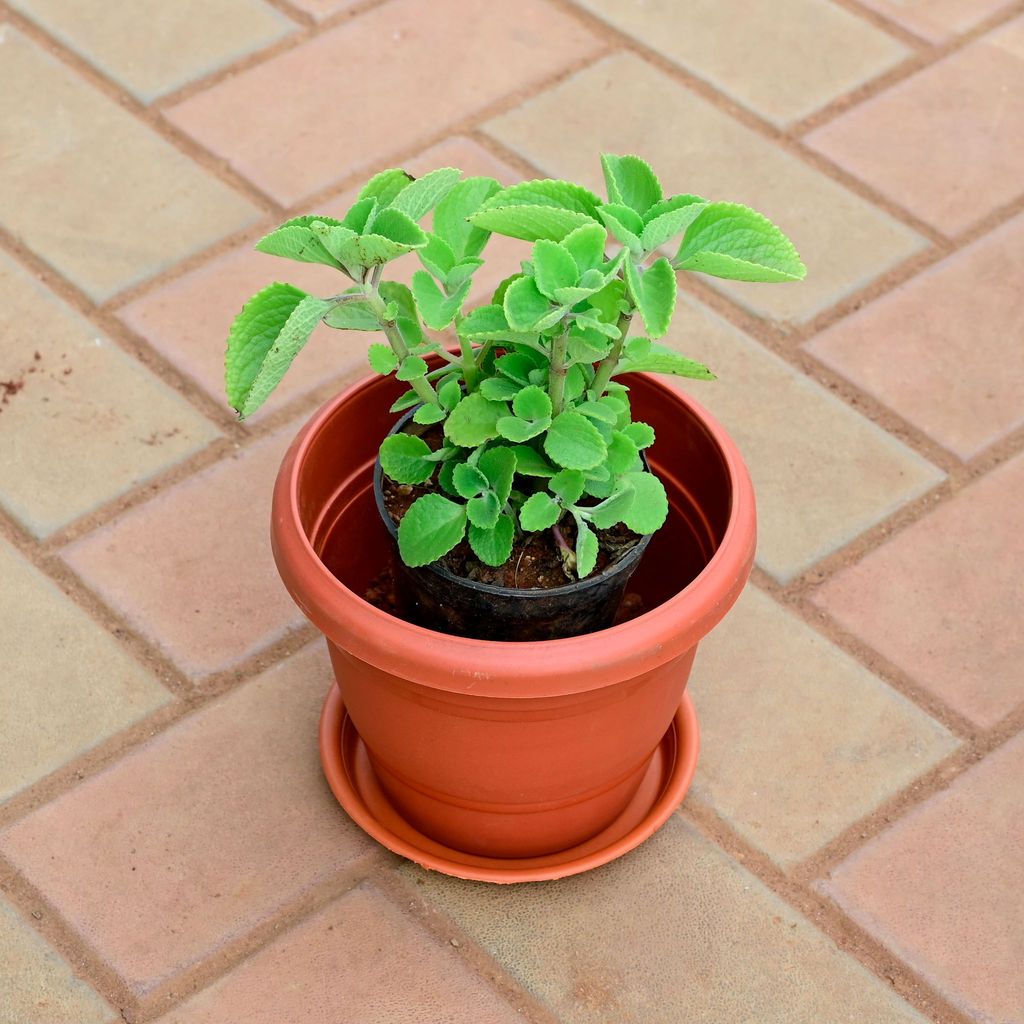 Buy Ajwain / Carom Seed Plant in 8 Inch Classy Red Plastic Pot with Tray Online | Urvann.com Ajwain / Carom Seed Plant in 8 Inch Classy Red Plastic Pot with Tray