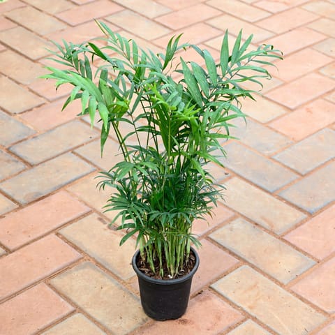 Indoor plant: Areca Palm (~1 Ft) in 4 Inch Nursery Pot