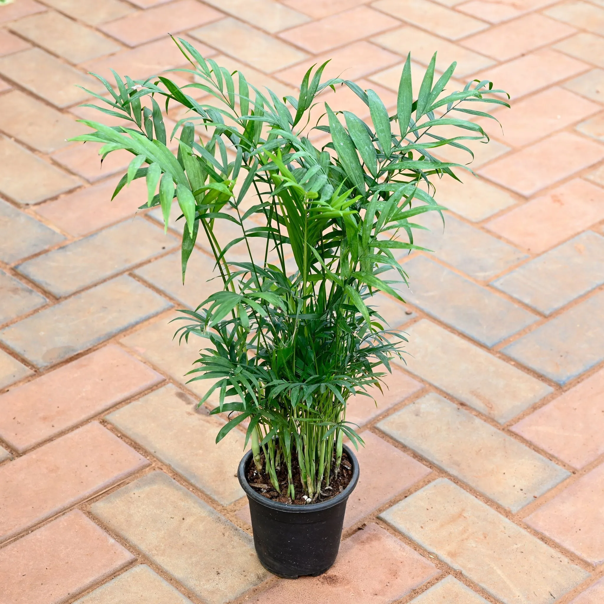 Indoor plant: Areca Palm (~1 Ft) in 4 Inch Nursery Pot