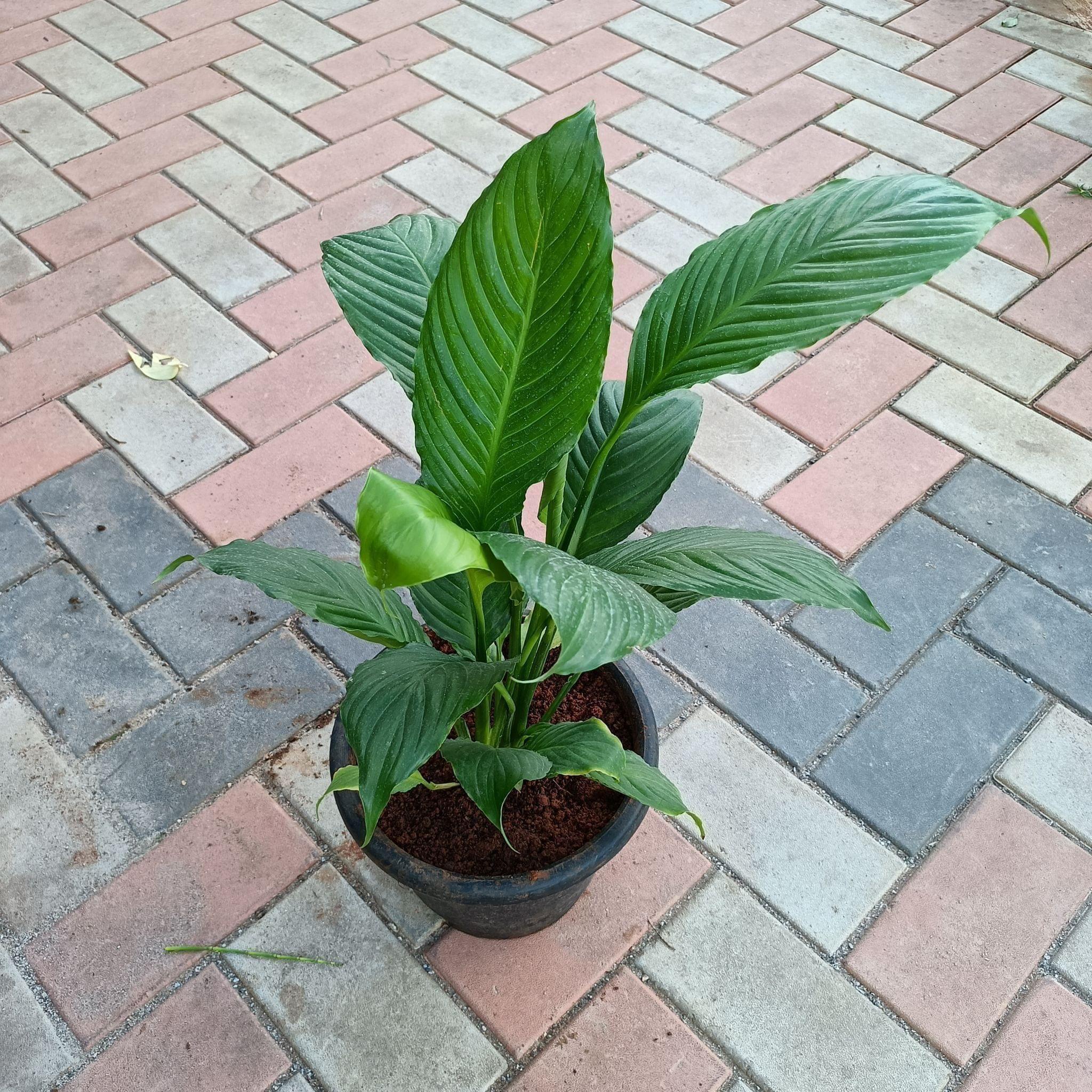 Peace lily large (any colour) in 10 Inch Nursery Pot
