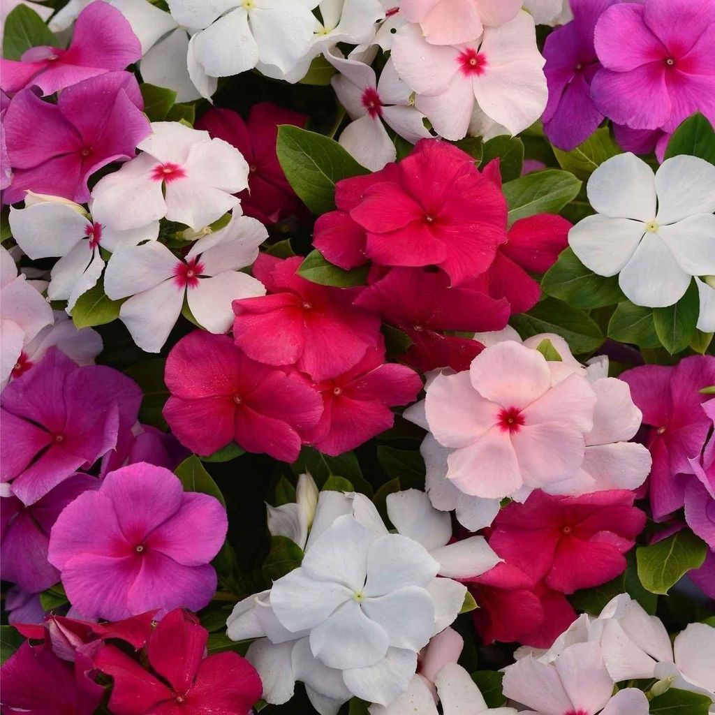 Buy Vinca Mixed Seeds - Excellent Germination Online | Urvann.com Vinca Mixed Seeds - Excellent Germination
