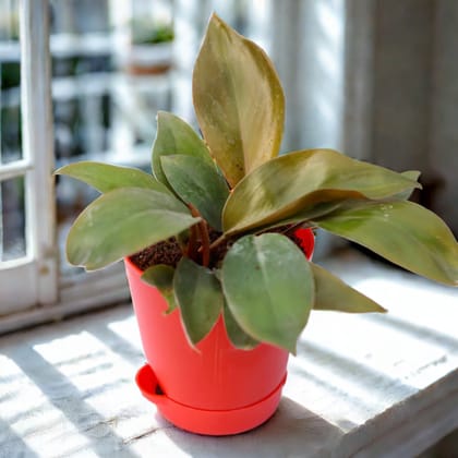 Gift Ready - Philodendron Red in 4 Inch Red Florence Self Watering Pot With a Chic Bag