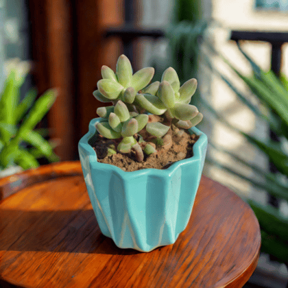 Gift Ready - Pachyphyutum Compactum in 3 Inch Vibrant Blue Ripple Designer Ceramic Pot With a Chic Bag