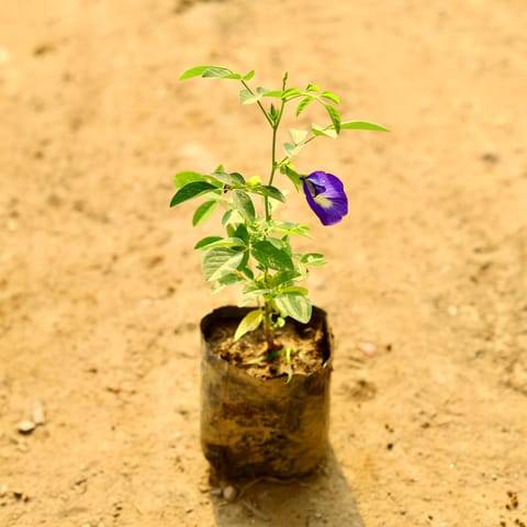 Aparajita Blue in 4 Inch Nursery bag