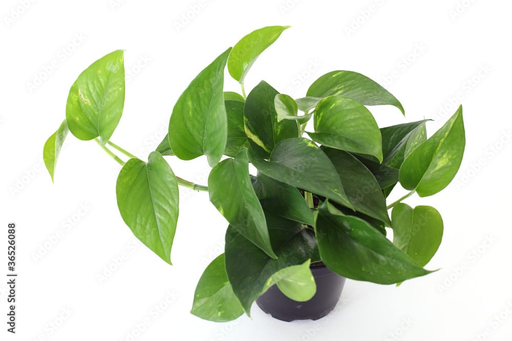 Money Plant Green in 4 Inch Nursery Pot